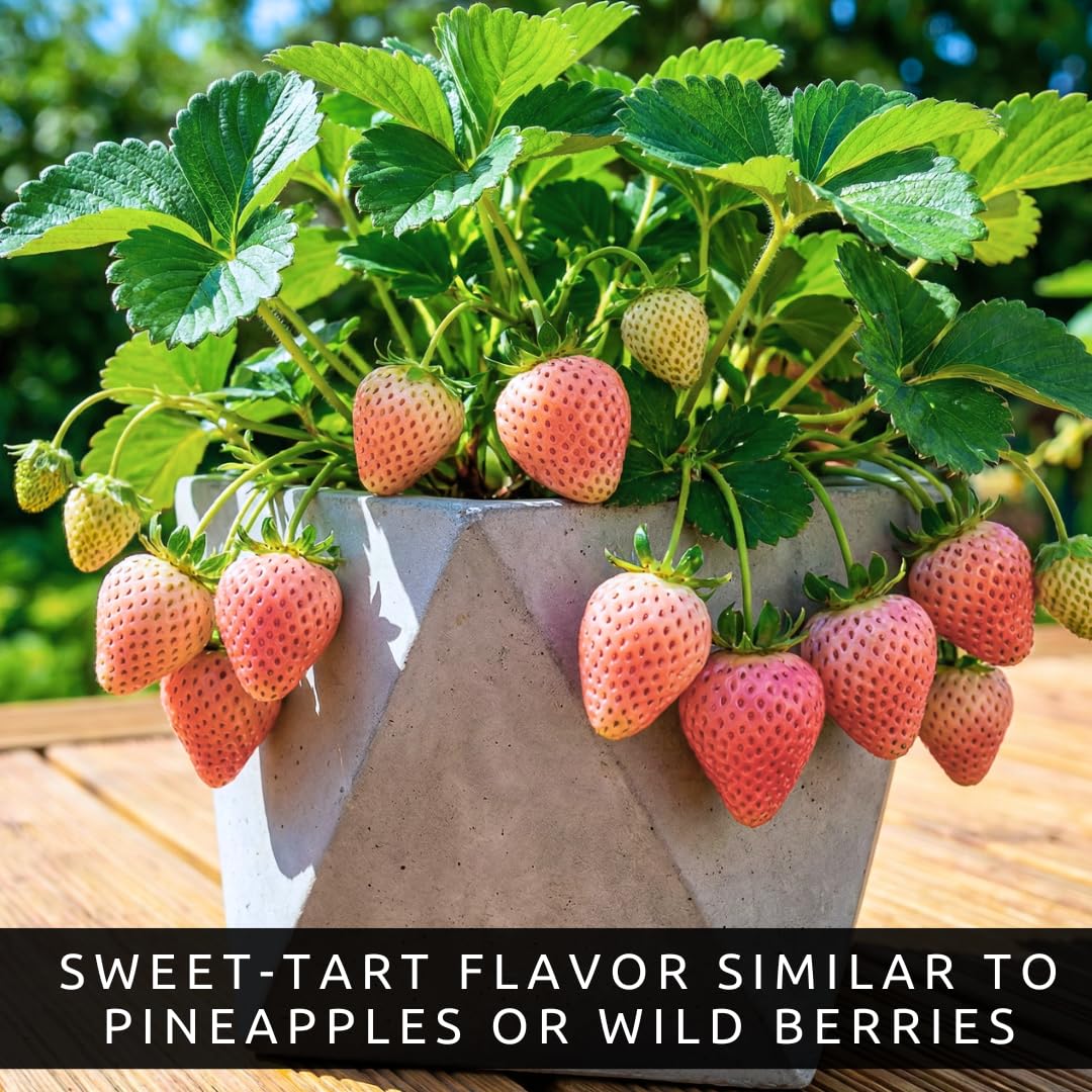 12 Flamingo Strawberry Plants for Growing – Pink Strawberry Variety – High Yield Everbearing Strawberry Runners – Unique Color, Easy to Grow Plants for Home Gardens (12 Live Plants)