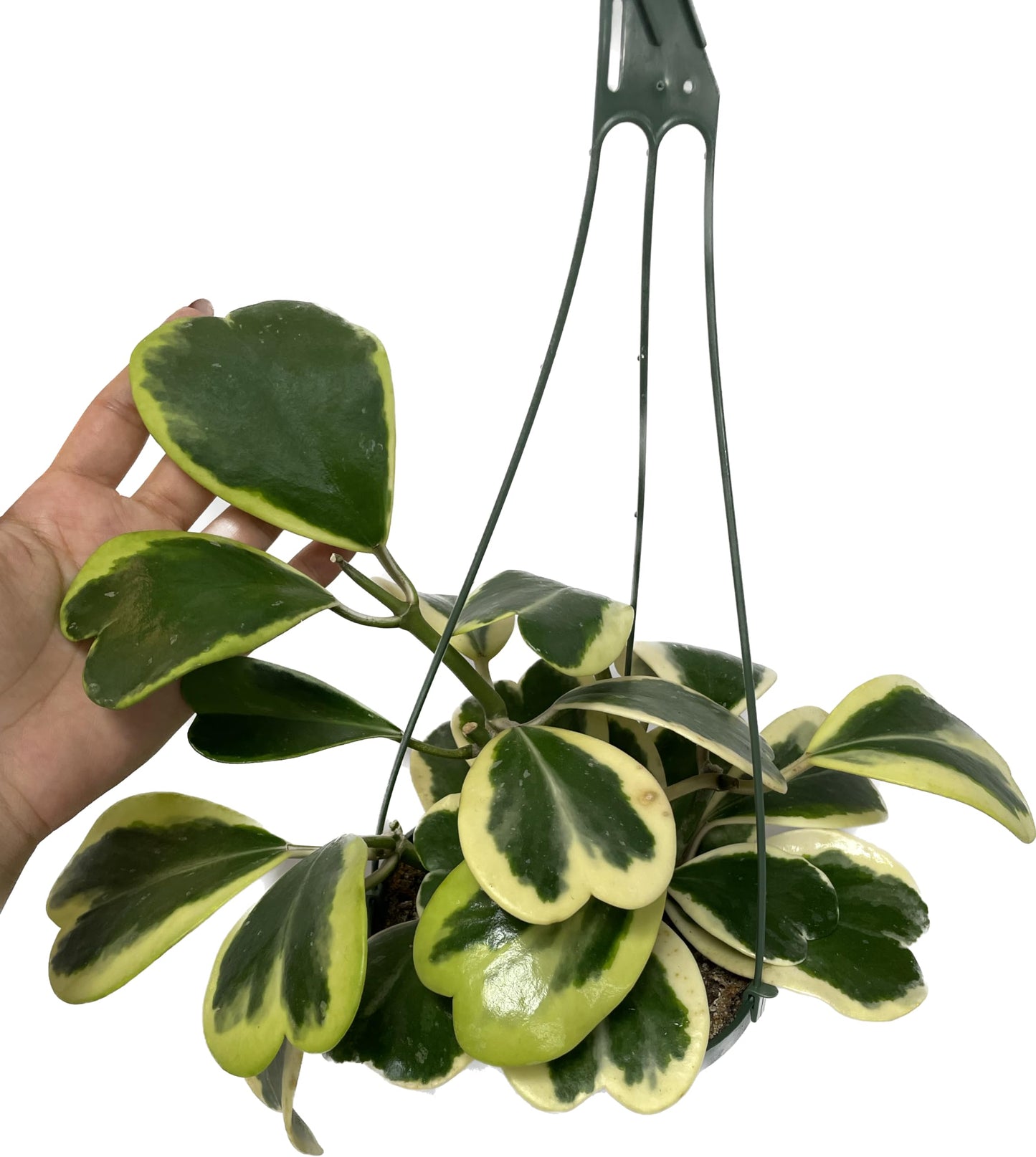 Variegated Hoya Kerrii - Hoya Plants Live Houseplant - Outer Variegated Kerrii - Plant Gift - Air Purifying Features - CA Seller (2-3 Leaves Plant, 4" Pot)