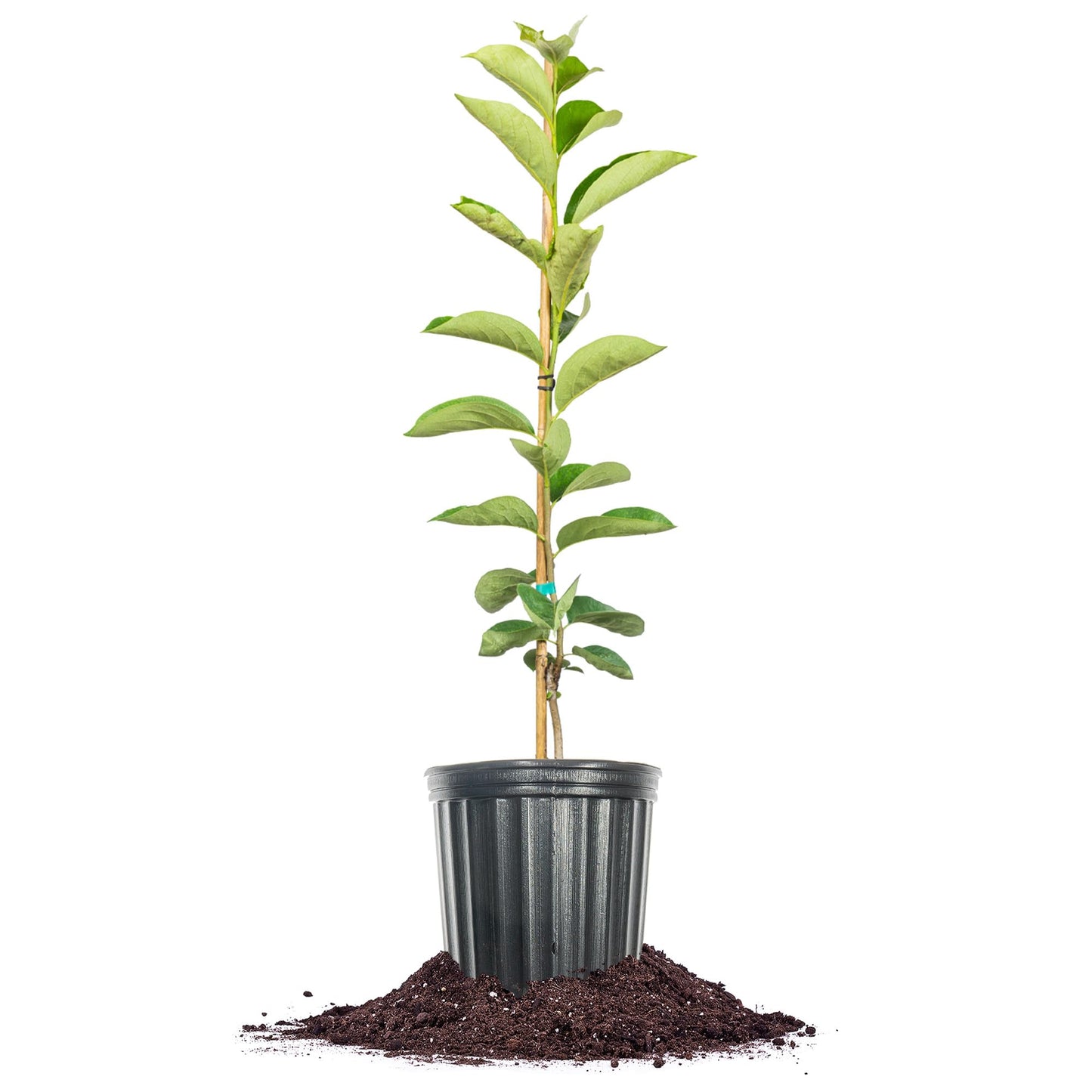 Perfect Plants Saijo Persimmon Tree 3 Gallon | Live Fruit Tree for Gardening | Sweet Edible Fruits