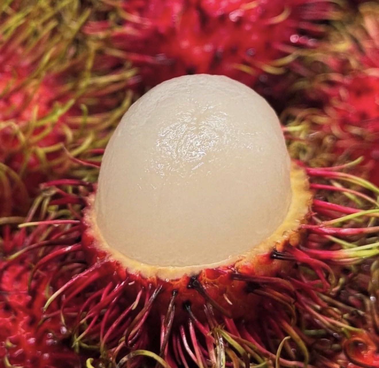 Grafted Rambutan (Nephelium lappaceum) Tropical Live Fruit Tree (2-3ft) rambutan Grafting Plant
