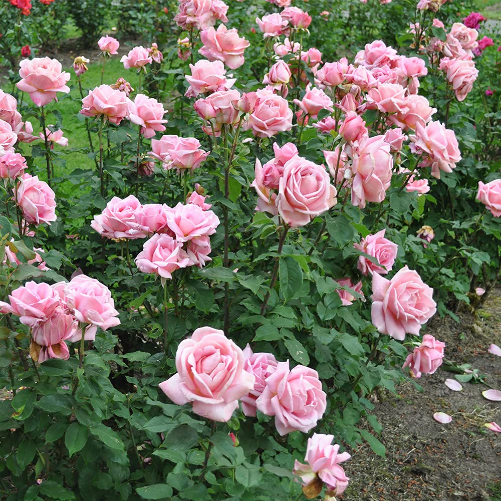 Heirloom Roses Rose Plant - Tiffany Pink Rose Bush, Hybrid Tea Live Plant for Planting Outdoors