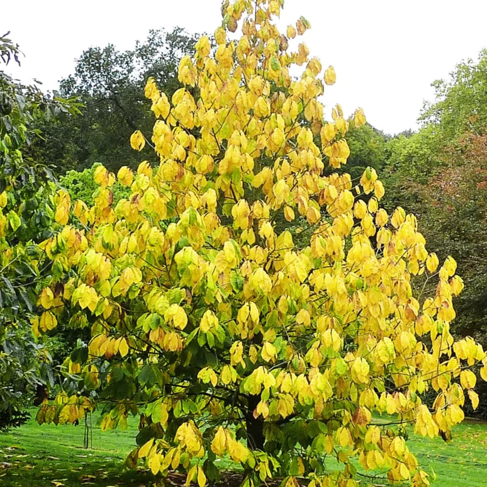 Pawpaw Tree Live Plant, 6-14 Inch Tall, Quart Pot, Cold Hardy Paw Paw Plant Live, Pawpaw Fruit Tree for Outdoor Planting