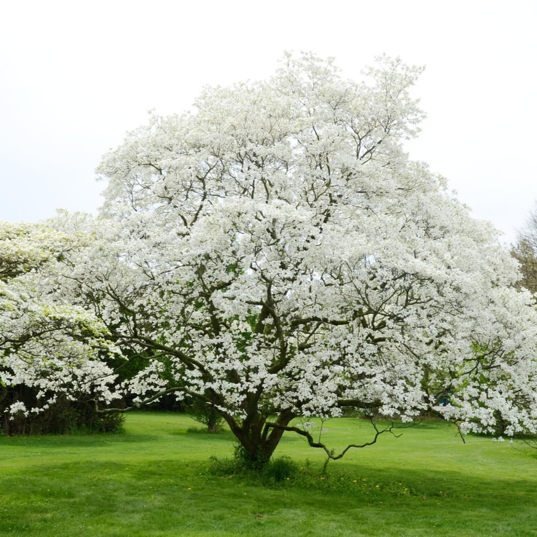 Dormant Dogwood Tree Live Plant, 9 Months Old 6-12 Inch Tall in Quart Pot, Dogwood Tree Potted, Perennial, Well Rooted Plants, Cold Hardy (White Flowering)