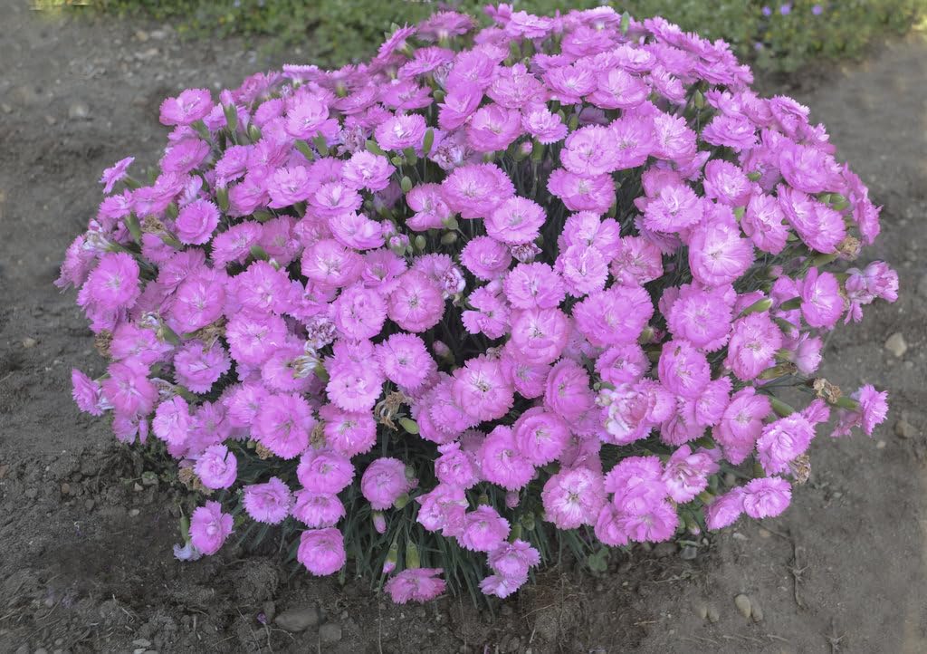 Live Plant from Green Promise Farms - Proven Winners, Dianthus Fruit Punch Sweetie Pie Pinks, Pink Flowers - #1 Gallon Size Container