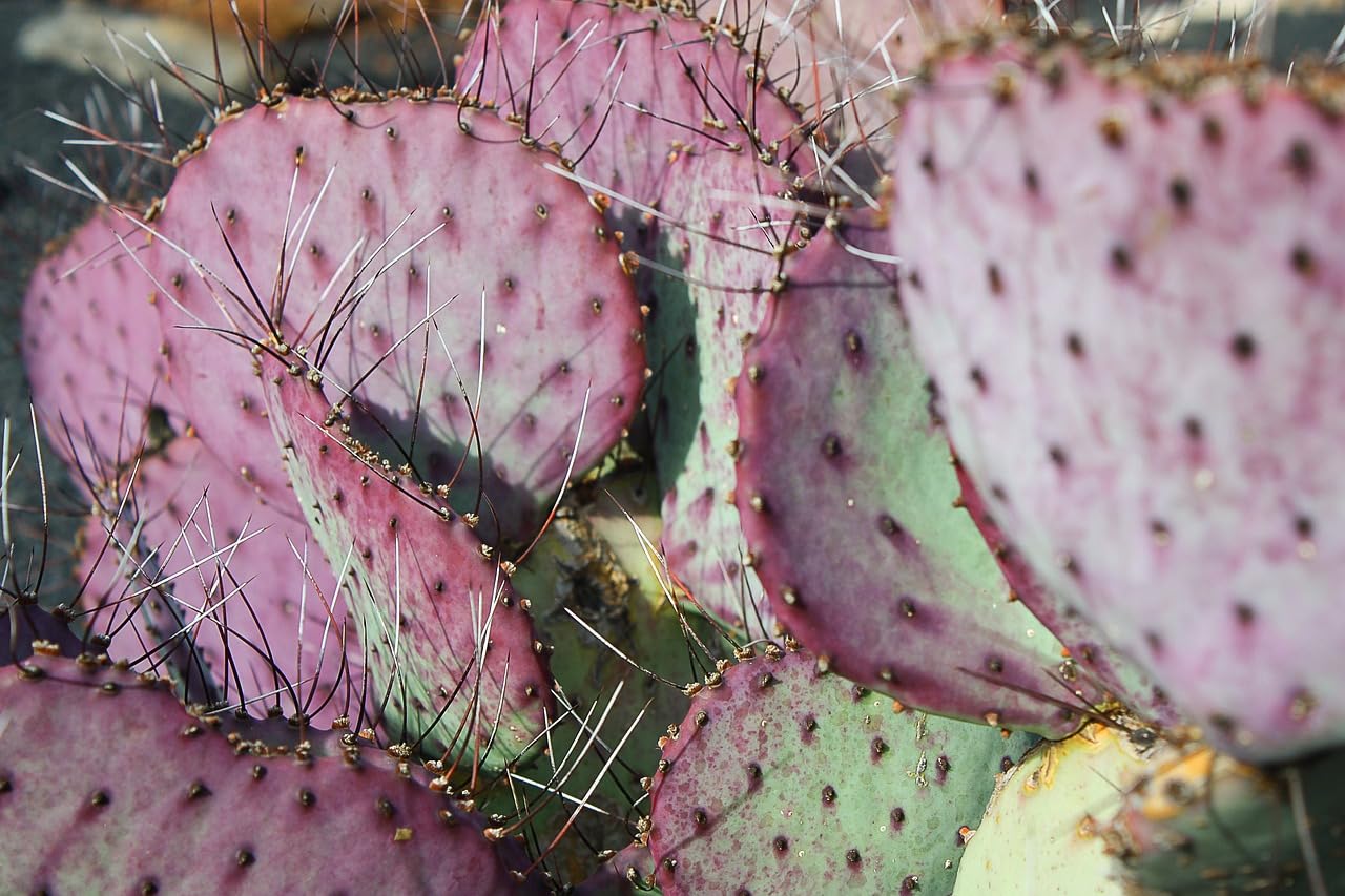 TWIGA Purple Prickly Pear Cactus 1 Pad Live Plant - Fresh and Vibrant Opuntia Genus Cactus Plants Live - Unique Purple Hue - Ready for Propagation - Ideal for Gardens or Indoor Spaces