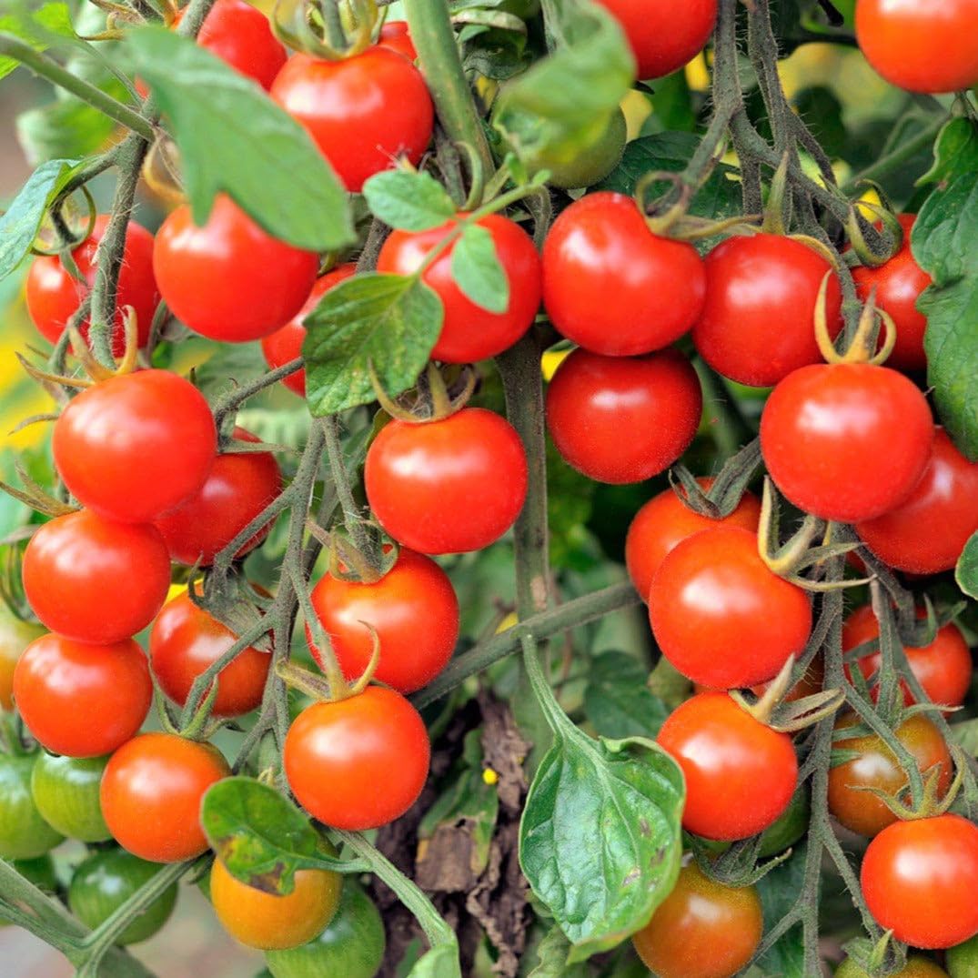 TomorrowSeeds - Large Red Cherry Tomato Seeds - 500+ Count - For 2026 Planting Indeterminate Baby Vine Plum Grape Tomatoes Vegetable Fruit Grow Your Own Home Farm Patio Healthy Sustainable Living Seed