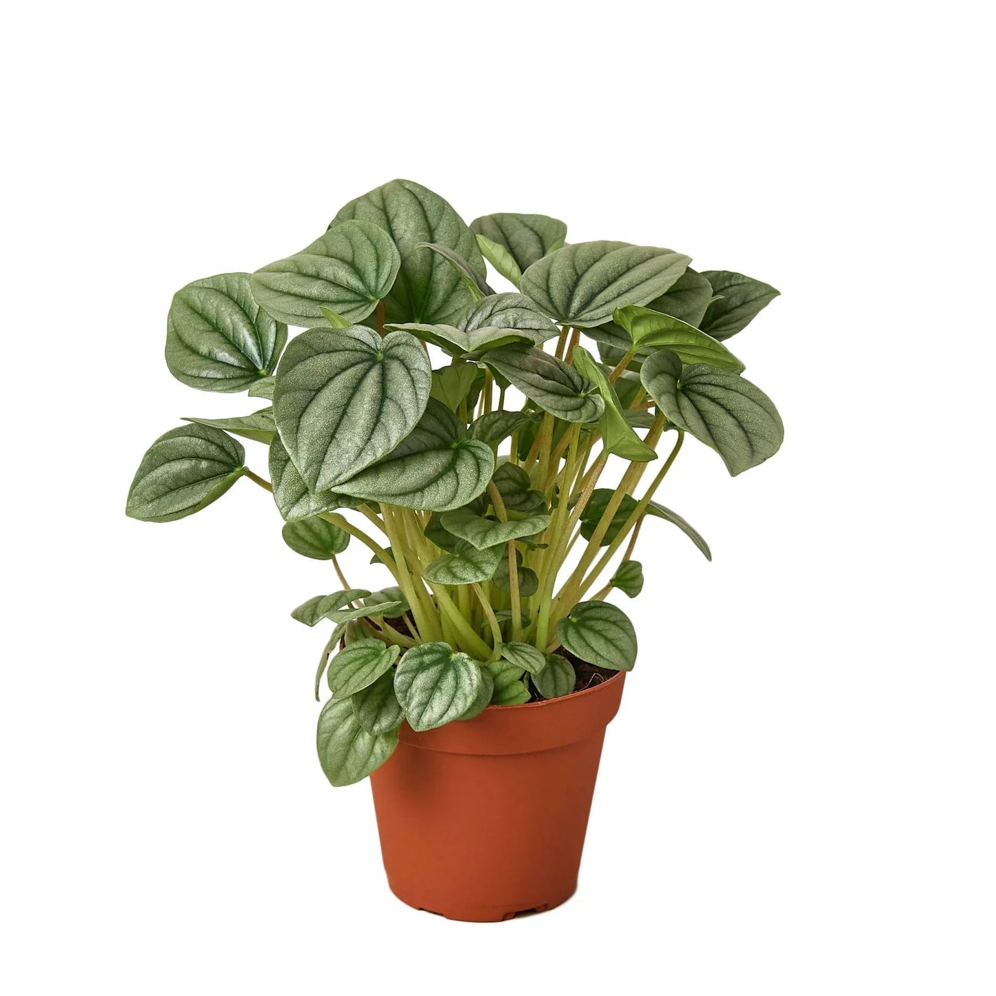 Peperomia 'Frost' | Live Plant for Indoor & Outdoor | for Living Room, Office, Bathroom | (4" Pot)