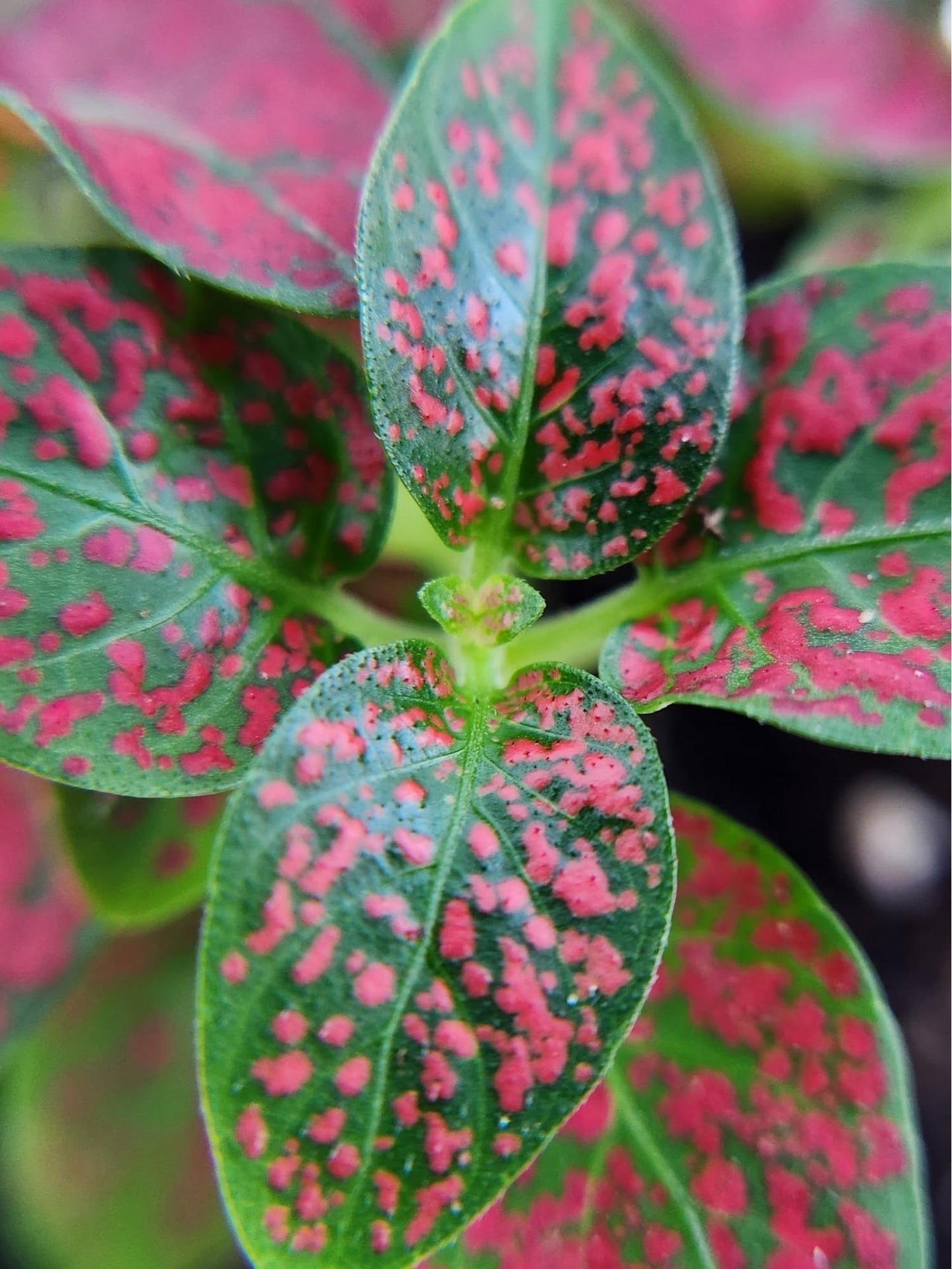 Josh's Frogs Hypoestes phyllostachy 'Red Splash'