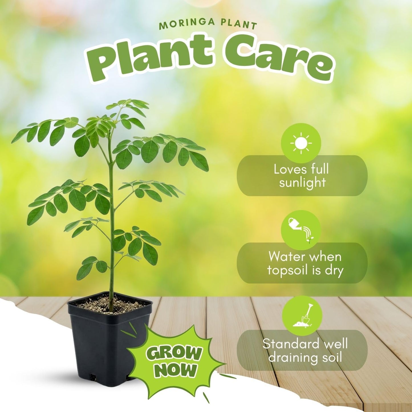 2 Moringa Tree Live Plant Per Pot, 4-7" Tall, Moringa Oleifera Plant, Tropical Herbal Plants for Growing Outdoor