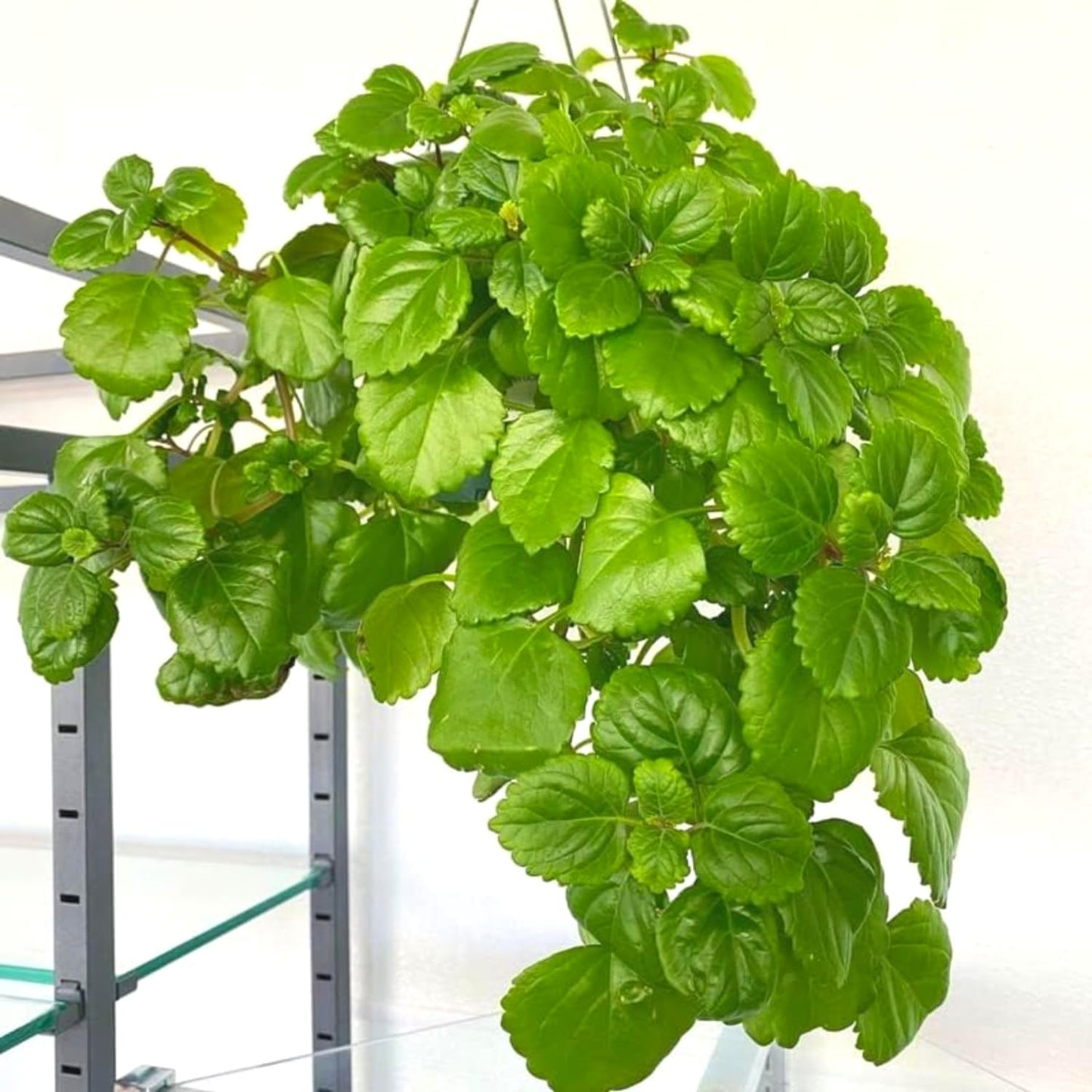 2 Green Swedish Ivy Plants Live, Plectranthus Swedish Ivy Plant Live, 3 Inc to 6 Inc Tall Seedling, House Plant Live