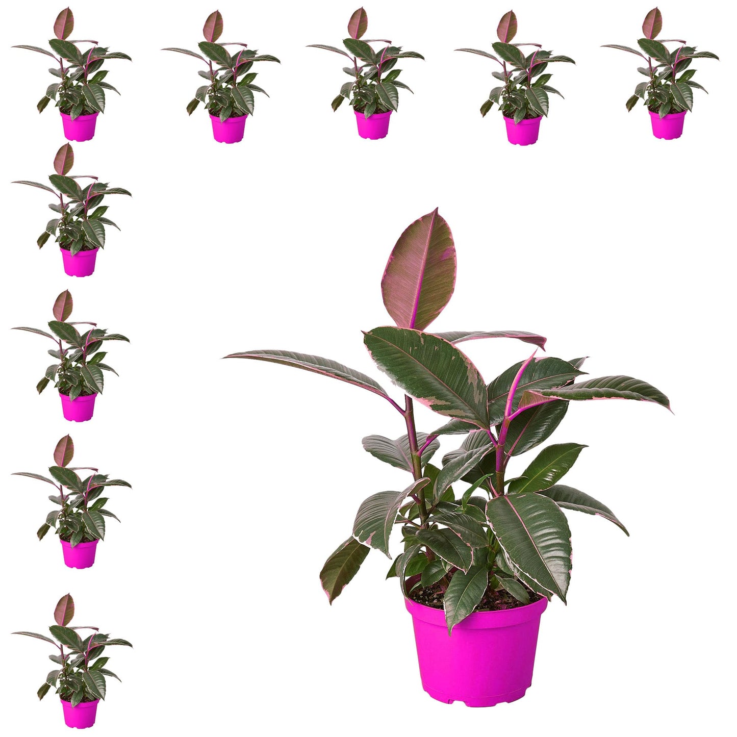 10 Pack Ficus Elastica 'Tineke' in 6in Pot - Live Plants Tropical Houseplants | Variegated | USA Growers | The Snobby Leaf