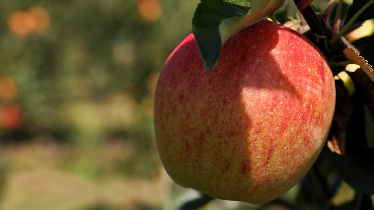 TriStar Plants - Honeycrisp Apple Tree - 1 Gallon, 4'-5'ft Tall -