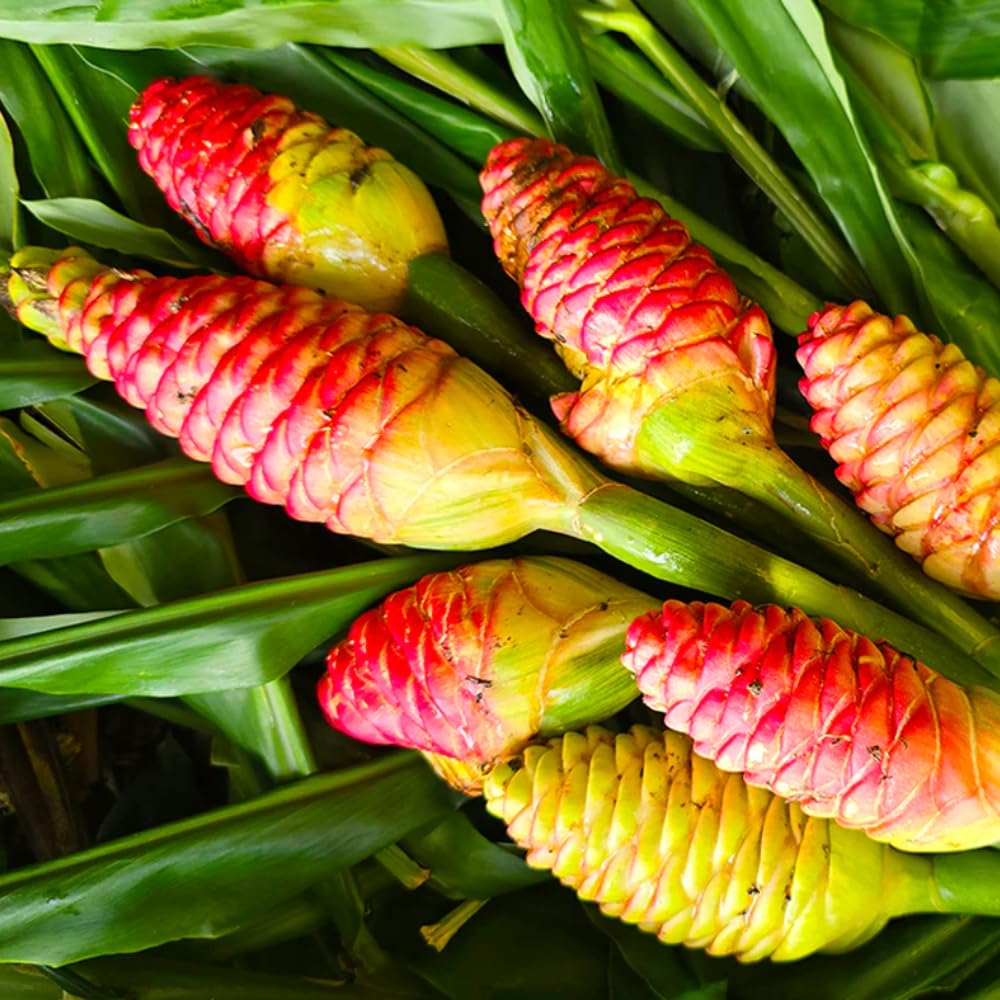 10 Awapuhi Shampoo Ginger Rhizomes, Red Shampoo Ginger 4-6 Inch, Red Ginger Lily, Zingiber Zerumbet, Outdoor Growing, Ready to Grow