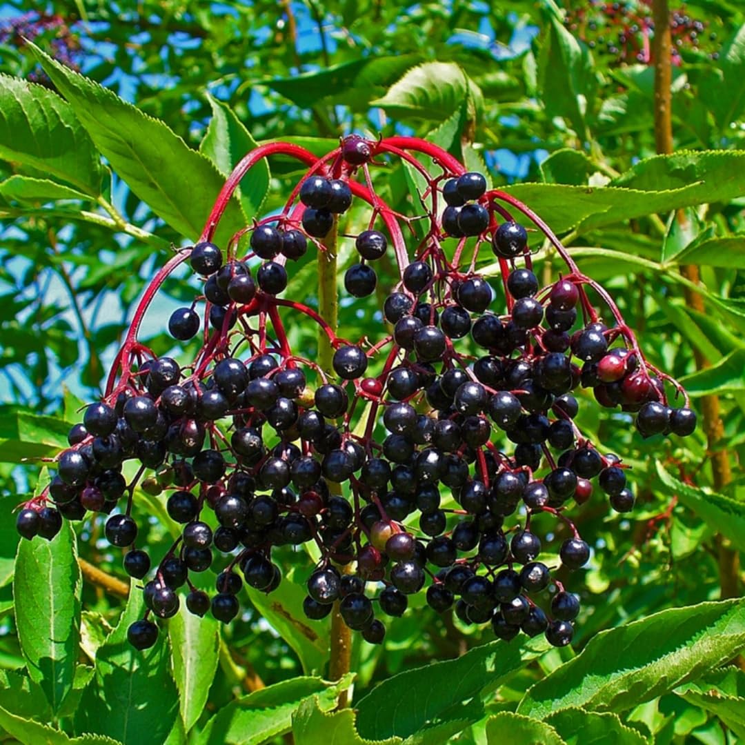 Sweet Elderberry Plant Live Tree 1 Year Old, Perennial Fruiting Shrub, 6-10" in Tall, Spring Planting Outdoor