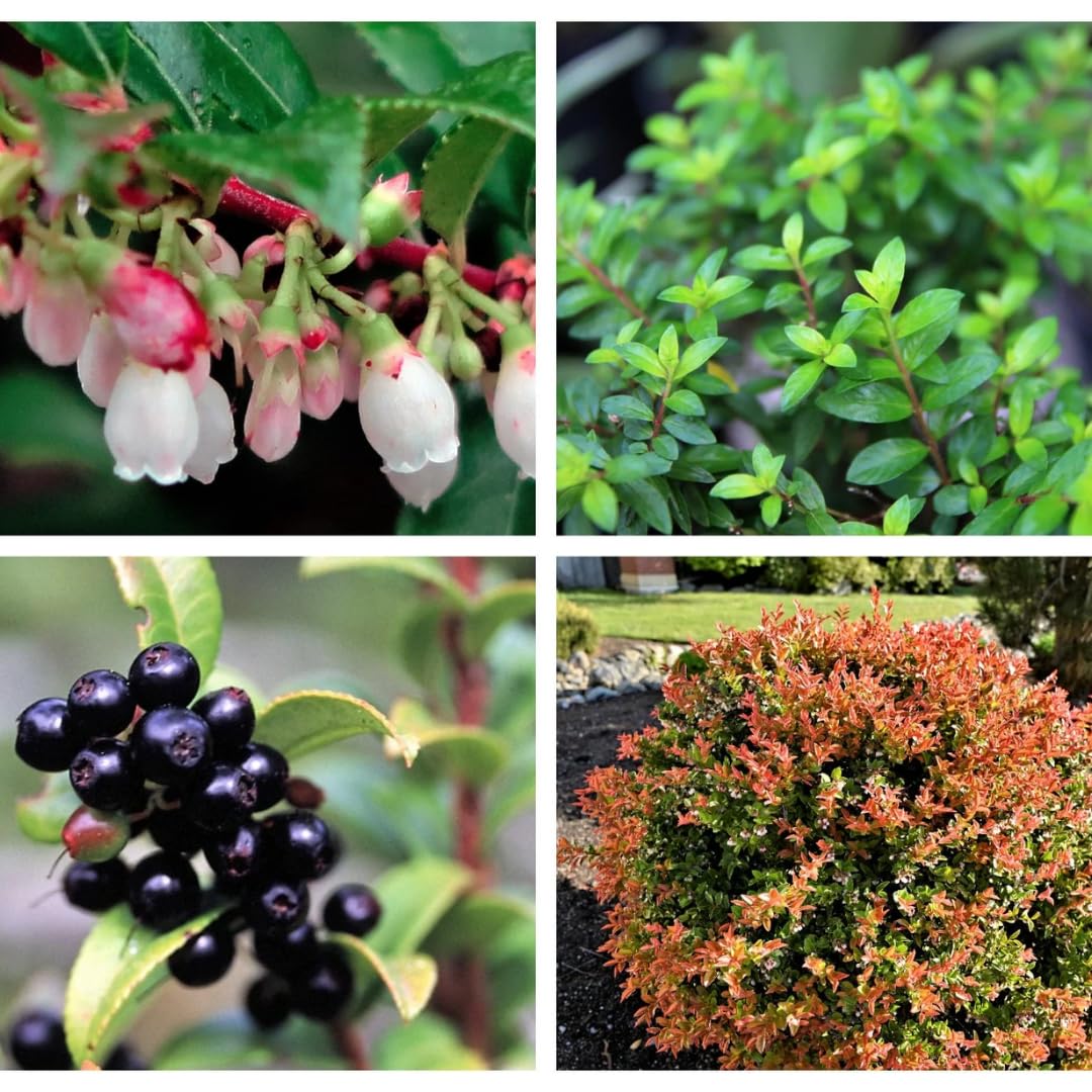 (Plug Size) 4 Black Huckleberry Trees Live Plants in 1.5" Pot, Rare Black Huckleberries Blueberry Like, Sweet Flavor, Dormant in Winter