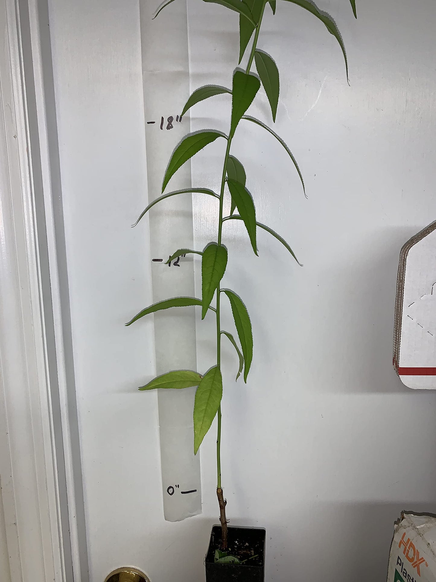 Prunus persica Nemaguard (Peach Seedling) Live 1-2 y.o. Plant
