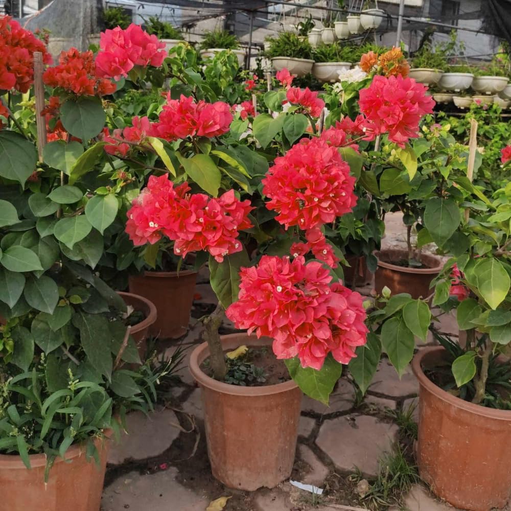 2 Bougainvillea Plants Live, Bougainvillea Flowering Vine Plant, Colorful Climbing Plants for Indoor Outdoor Garden 4-7 Inches (Double Red)