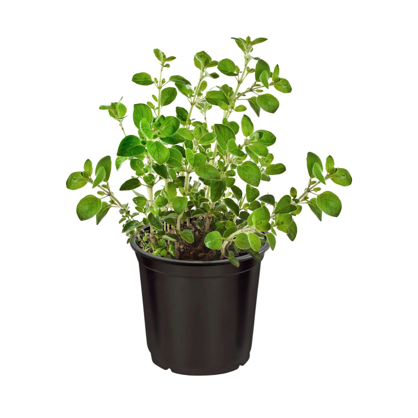 Live Aromatic and Edible Herbs - Assorted Varieties (4 Per Pack) - Lemon Verbena, Eucalyptus, Mint, Lavender - 6" Tall by 3" Wide in 1 Pint Pot