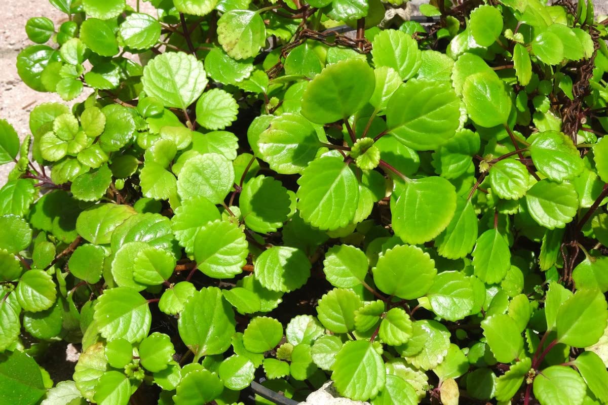 Yunaksea 1 Pot Swedish Ivy Plant Live, Plectranthus Swedish Ivy Mint Herbs, 4" Pot Indoor Outdoor Home Garden