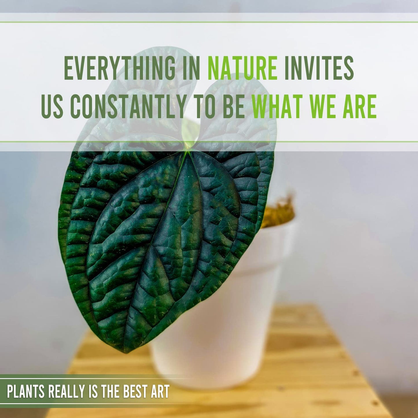 LEAL PLANTS ECUADOR Anthurium Luxurian | Exotic Green Indoor House Plant | Rare Anthurium for Living Rooms | Stunning Crystallinum Houseplant | Low-Maintenance Tropical Plants