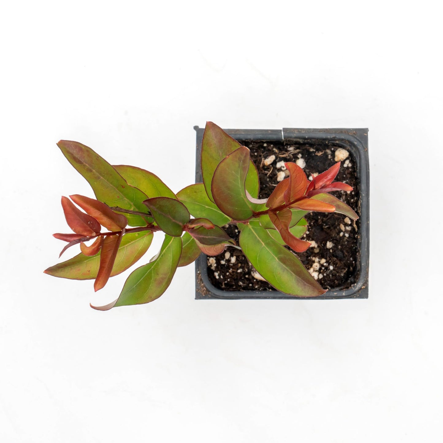2 Red Rocket Crepe Myrtle, Live Plants (Lagerstroemia Indica) – Vibrant Red Blooms, Thriving in 2.5” Nursery Cubes