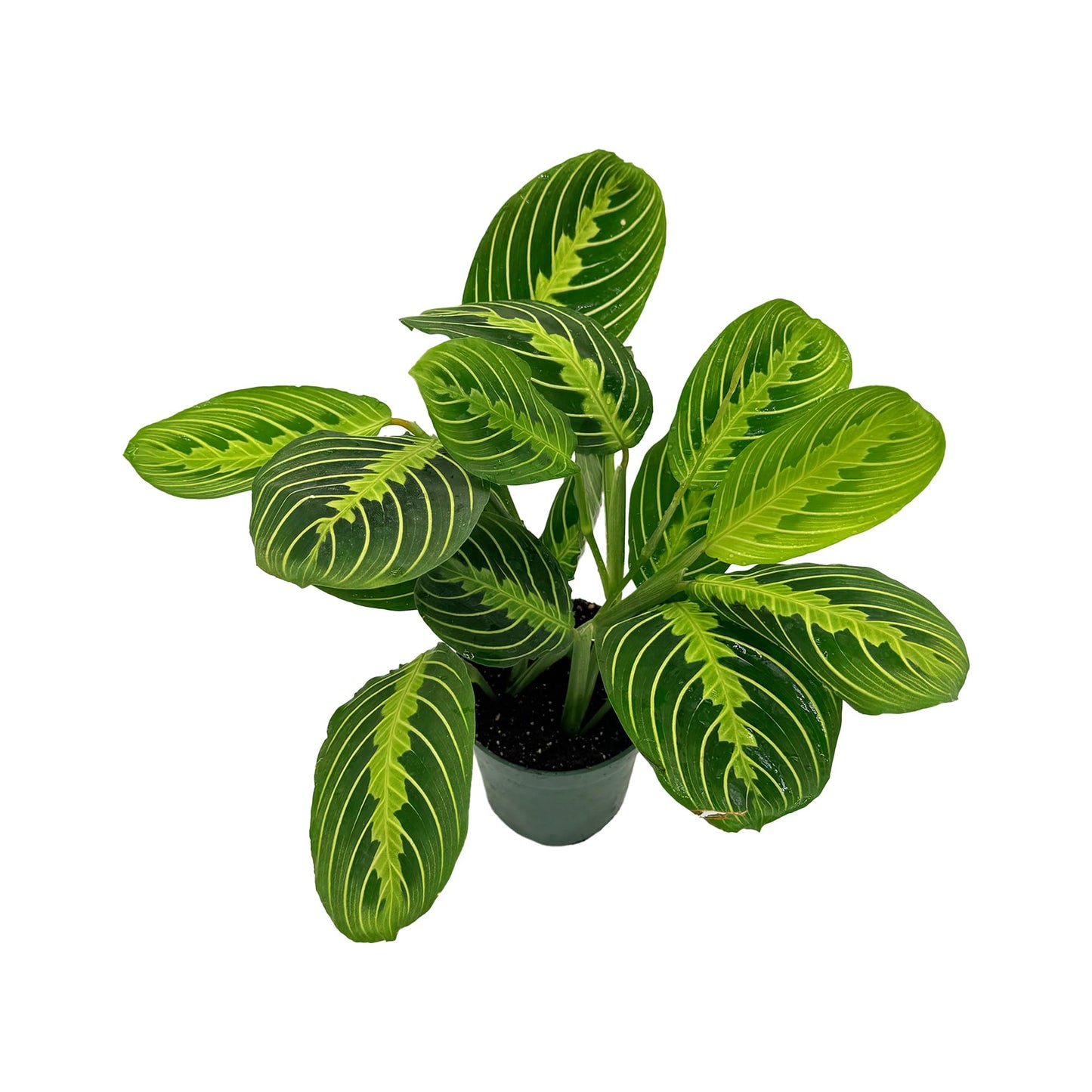 Live Lemon-Lime Prayer Plant - ‘Lemon-Lime Maranta’ Maranta leuconeura - ragnaroc Tropical Plant 7-12” Tall - 1ct - Live Arrival Guaranteed - House Plants for Home Decor & Gift