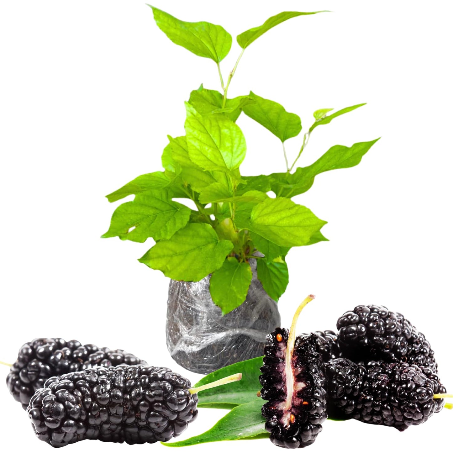 Dwarf Everbearing Mulberry Trees 6-8 Inches Tall Starter Plants - Edible Mulberries Fruit to Grow Outdoor - Sweet Mulberry Plants Live for Planting