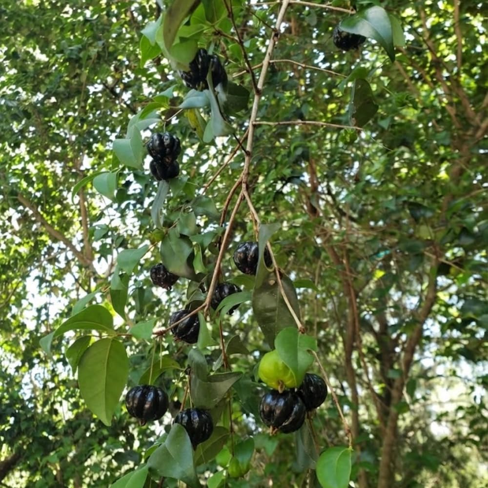 Black Surinam Cherry Plant Live, Cherry Fruit Trees Live Plants, 22-26 Inc Tall, Well - Rooted in 1 Gallon Pot, Edible and Sweet Fruit for Outdoor Garden and Container Growing
