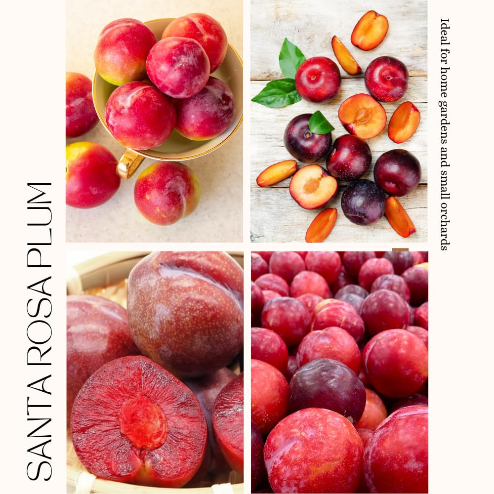 Red Purple Plum Tree Live Plant, Rosa Plum Plant Live in 3 Gallon Pot, 3 Feet Tall, Well Rooted, Tropical Fruit Tree for Outdoor Garden, No Ship to CA