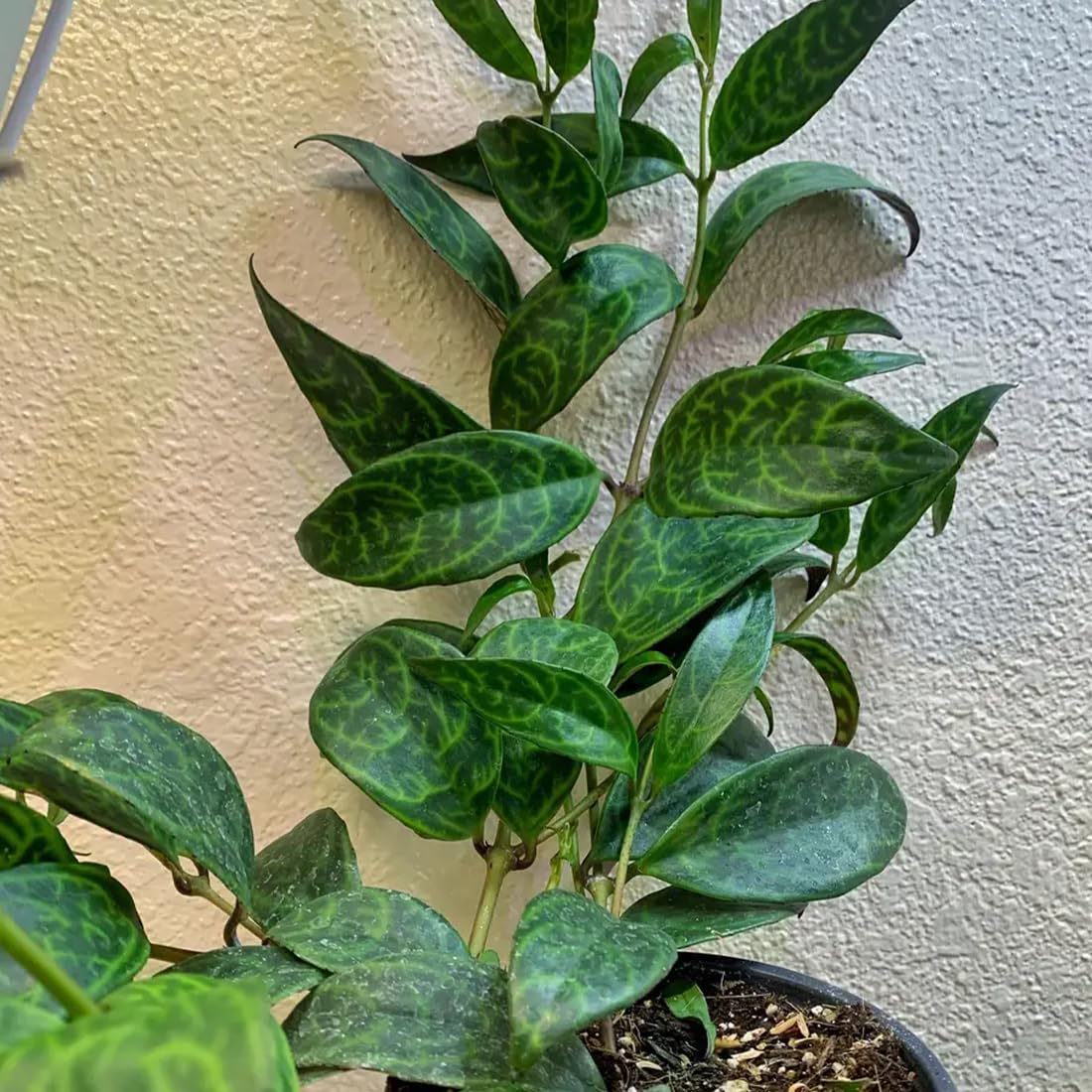 Zebra Basket Vine - 2 Live Starter Plants in 2 Inch Growers Pots - Aeschynanthus Longicaulis - Decorative Trailing Foliage Easy Care Tropical Houseplant