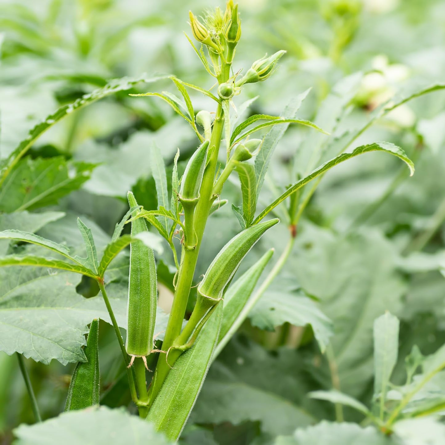 2 Green Okra Plants Live, 4 Inches Pot, 4 to 6 Inches Tall Okra Starter Plants, Vegetable Live Plants for Garden