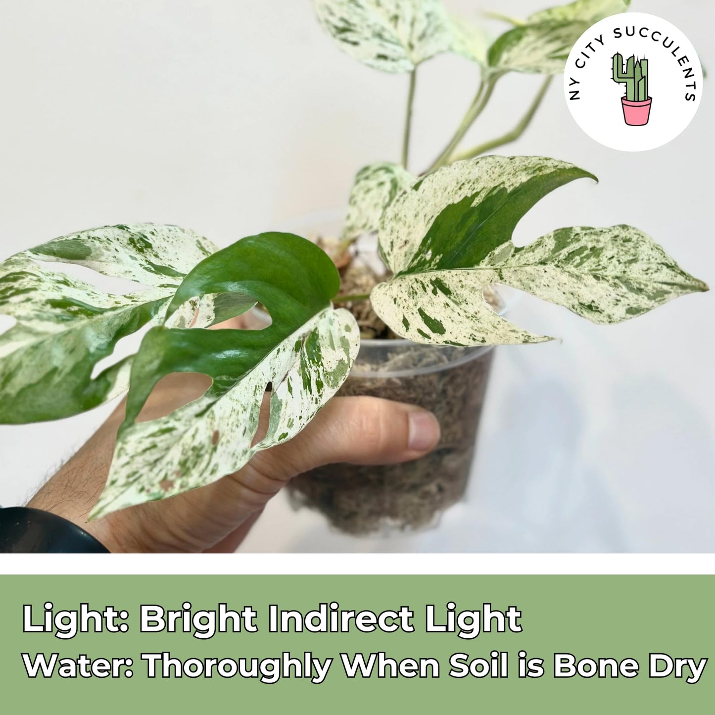 Live Plants 4" Epipremnum Pinnatum Marble - Highly Variegated Leaves - Rare Indoor Plants Live Houseplants for Home, Office, Wedding Decor & Giftable (Heat Pack Included)