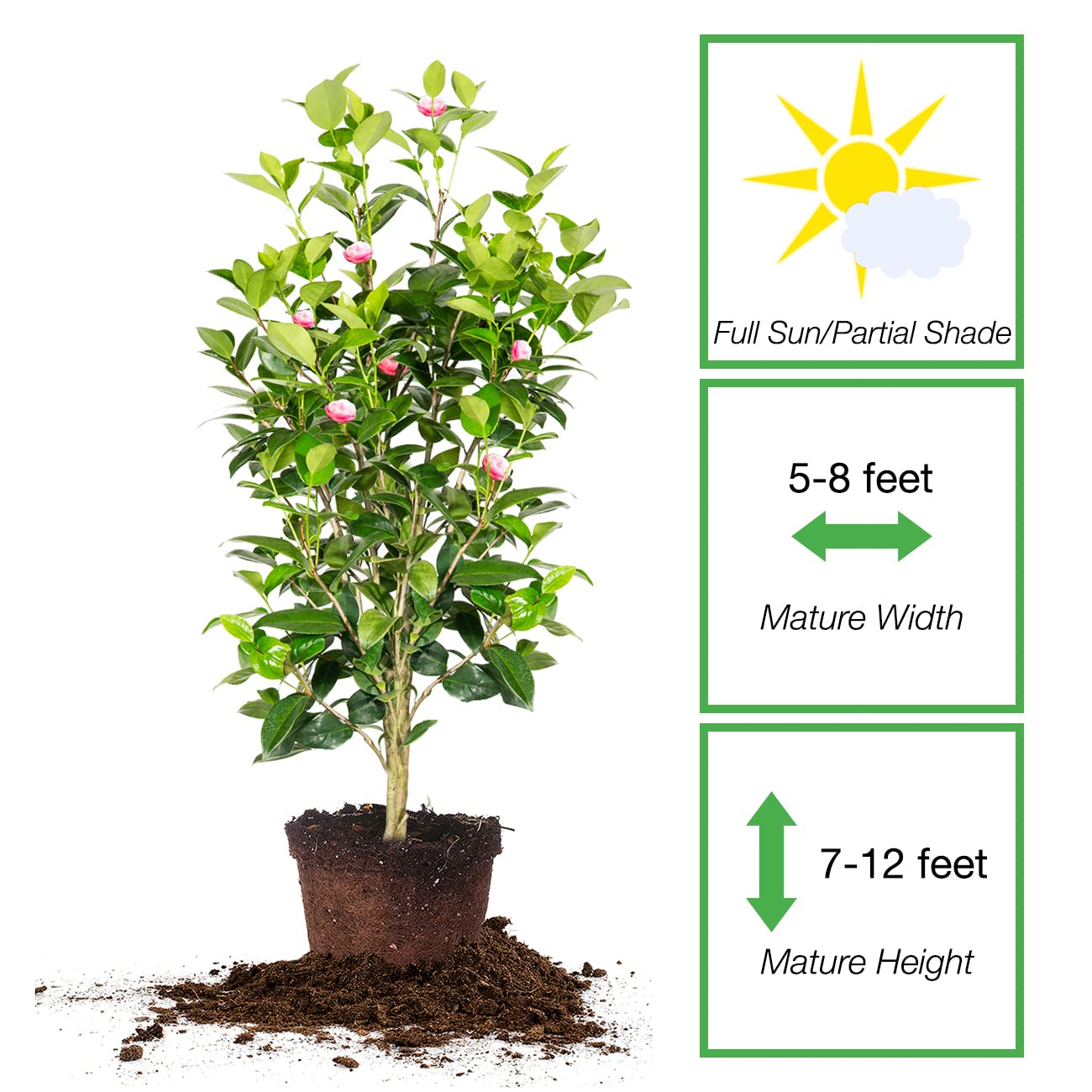 Perfect Plants Pink Perfection Camellia Bush 3 Gallon | Live Shrub for Outdoor Planting | Evergreen Foliage Stays Green All Year Long | Beautiful Pink Flowers in Spring