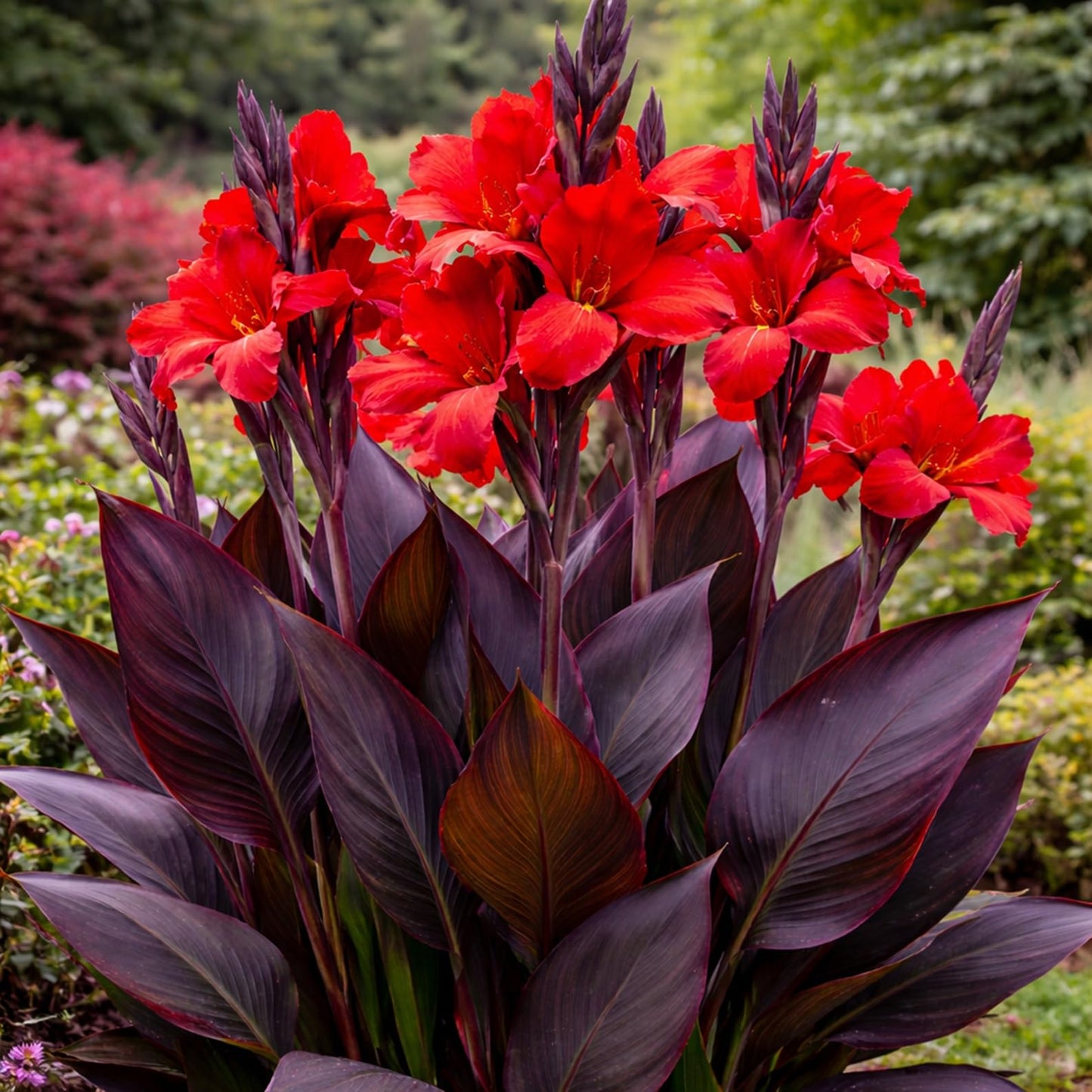 3 Black Knight Canna Lily Bulbs for Planting – Deep Red Blooms with Dark Burgundy Foliage – Tall Tropical Summer Flowers – 3 Premium Rhizomes