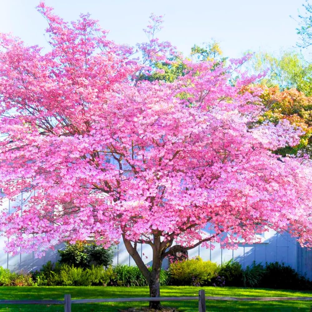 Pink Dogwood Tree Live Plant for Planting, 8-14 Inch Height, Quart Pot Size, Dogwood Live Plant Dogwood Bush Shrub, Dogwood Plant Live, Dogwood Flowers