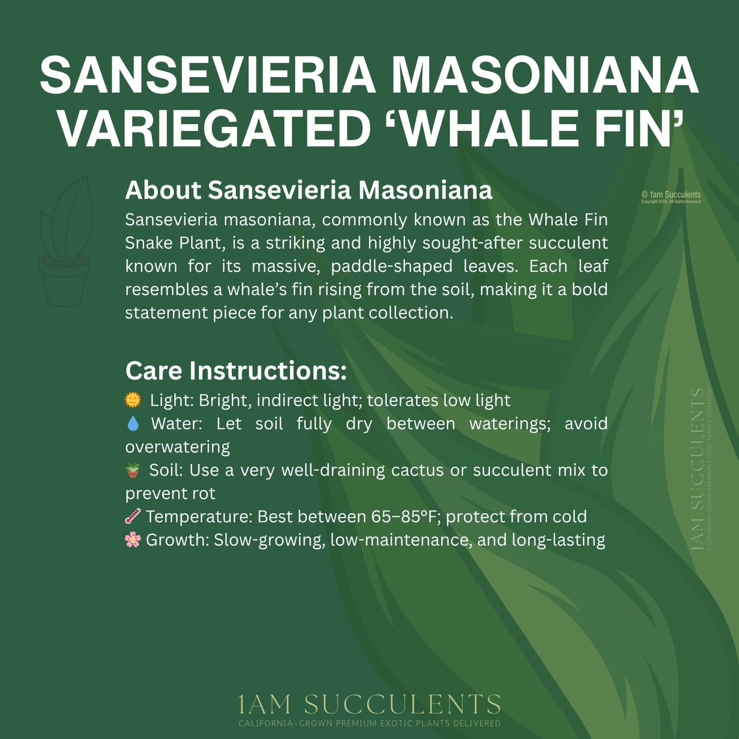 Variegated Whale Fin Plant 8–10 Inch Live Plant – Rare Variegated Sansevieria Masoniana Indoor Succulent, Easy Care Air Purifying Snake Plant, Unique Home Decor Houseplant Gift