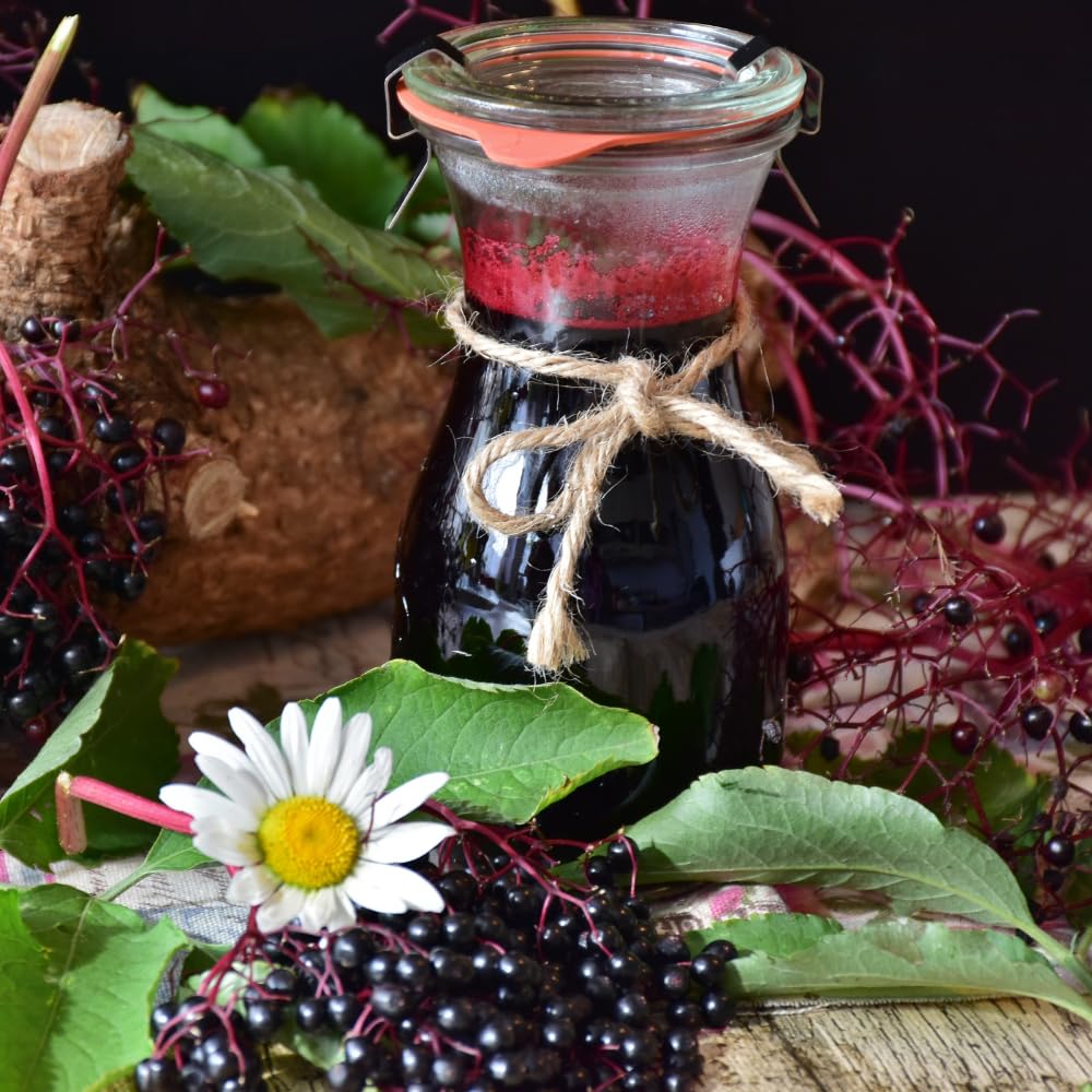 Elderberry Plant for Planting, Elderberry Plant Live, Rooted in 1 Gallon Pot, 2-3 Feet Tall, Cold Hardy Fruit Plant, Edible Berry for Planting
