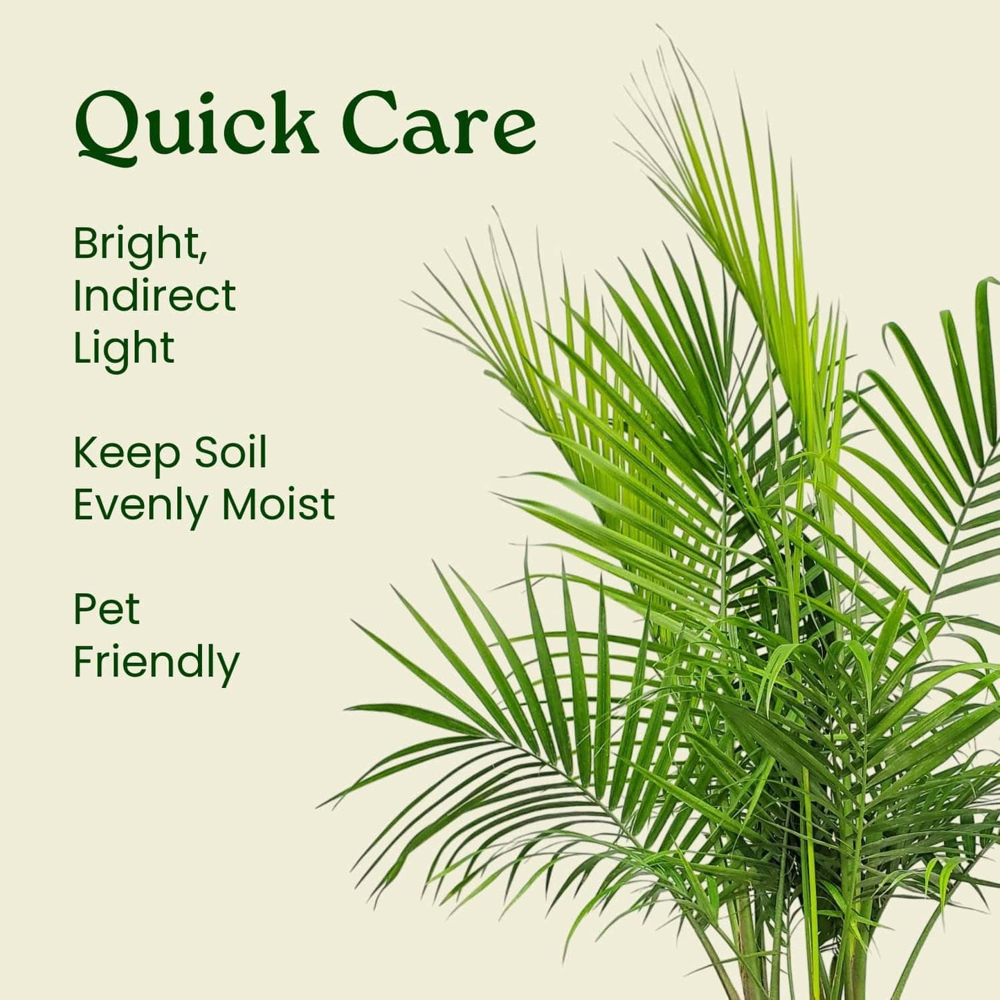 Majesty Palm - Live Palm Tree Plant - Tropical Plants of Florida - Overall Height 34" to 38" (Plant in Growers Pot)