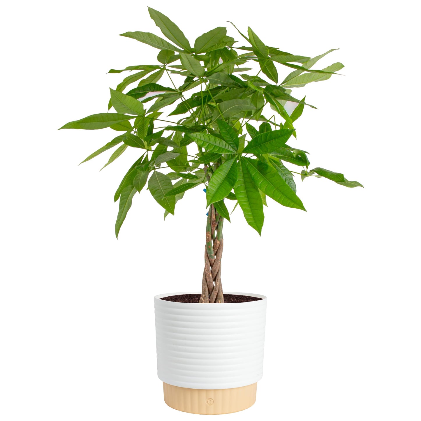 Costa Farms Live Money Tree (Pachira Aquatica), 3-4 Feet Tall, Large Indoor Plant with Braided Trunk, Easy Care Floor Plant in 10-Inch Decor Pot, Pet Friendly Housewarming Gift & Office Decor