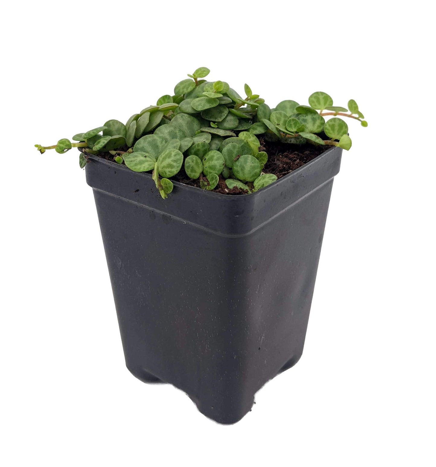 String of Hearts/Turtles/Peace Sign/Cross - Peperomia prostrata- 2.5" Pot