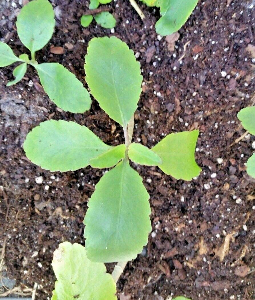 Kalanchoe Pinnata, Life Plant, Goethe, Miracle Leaf Rooted