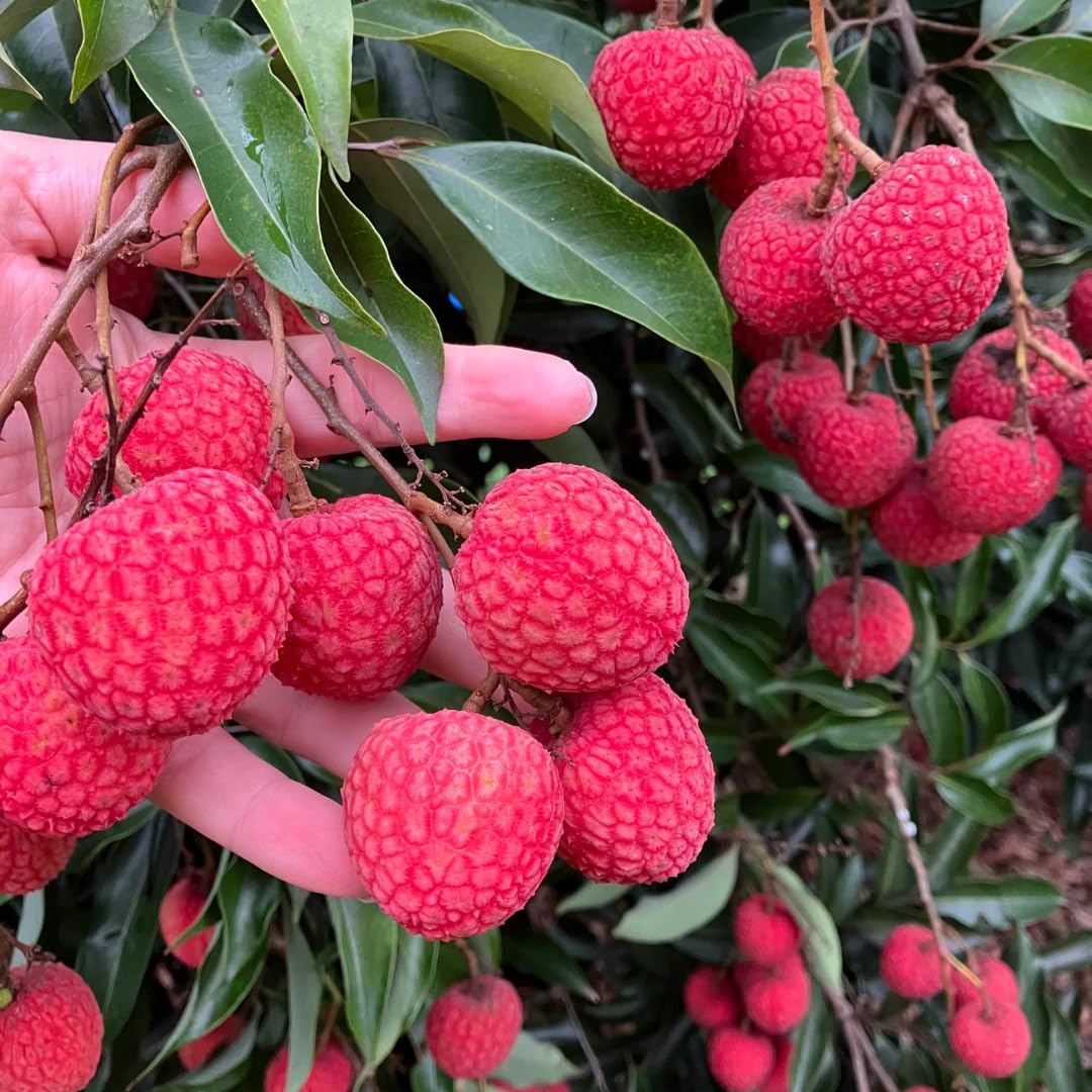 Lychee Fruit Tree Plant, 4 Inc Potted, Lychee Plant Live Sweet Fruit Plant