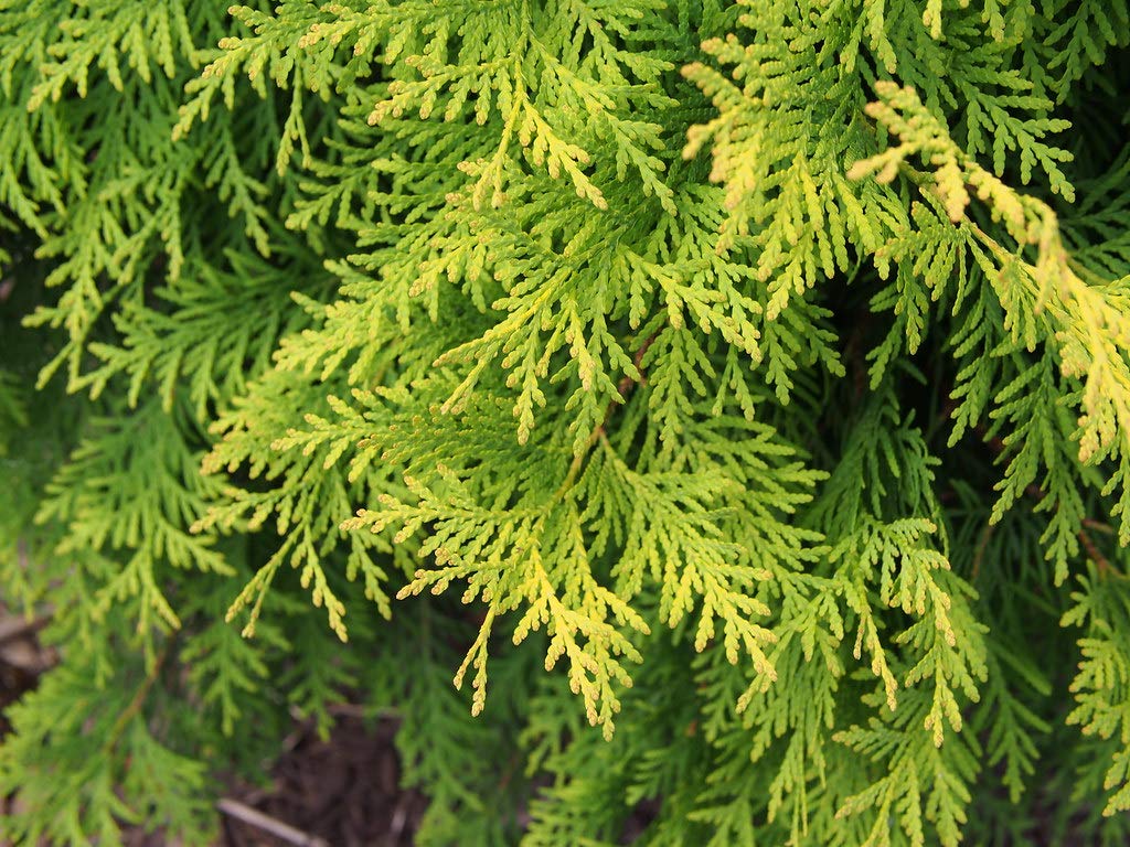 Berkman's Gold | 10 Live Plants | Thuja Orientalis | Evergreen Privacy Hedge, Fast Growing Conifer, Low Maintenance Landscaping, Ornamental Foliage, Year-Round Color, Dense Growth, Drought Tolerant