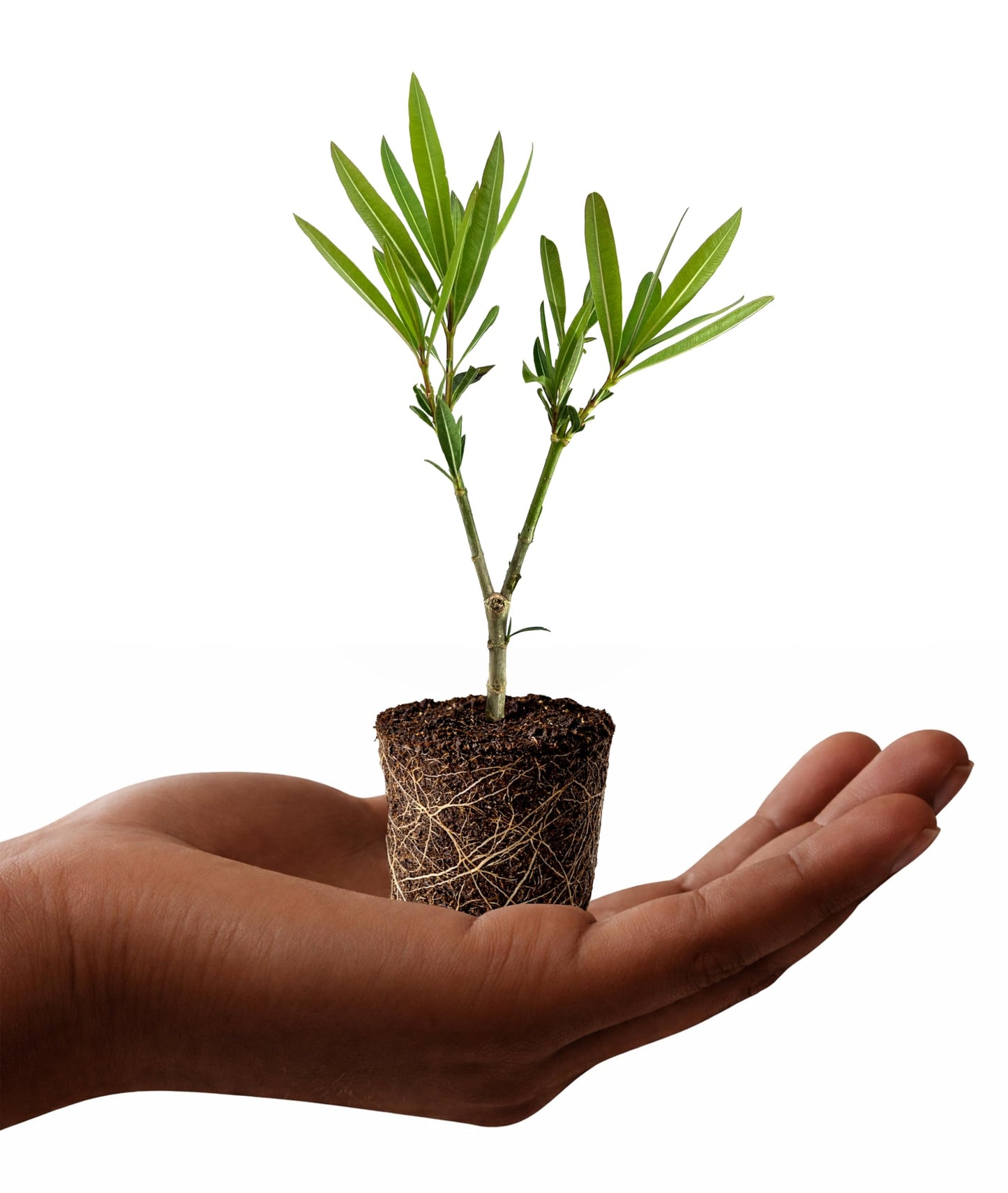 Oleander Cardinal Red Nerium | 1 Live Plants | Evergreen Beauty, Long-Lasting Blooms, Drought Tolerant, Heat Tolerant, Low Maintenance, Outdoor Shrub, Vibrant Garden Accent