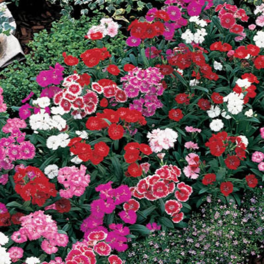Random Color Dianthus Live Plant, Dianthus Carnation Perennial Plant Live, Very Fragrant Mixed Colors, Size 3-6 Inc in Pot