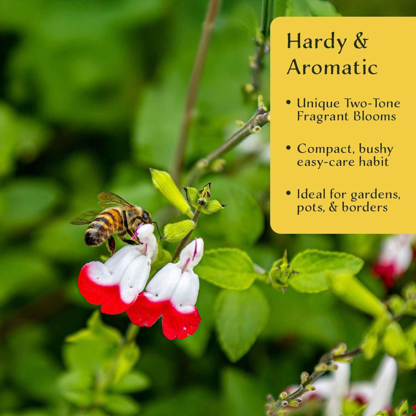 6 Hot Lips Sage in 3.5” Nursery Cubes (Salvia microphylla ‘Hot Lips’) | Vibrant Red & White Flowering Perennial Shrub for Borders, Containers & Pollinator Gardens | Ready-to-Plant Live Starter Plants