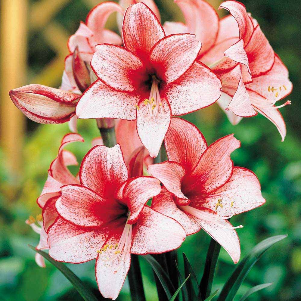 2 Stardust Amaryllis Bulb, Holiday Bulk Bonus Buy!! Large 28-34cm Size. Great for Winter Forcing! Unique Gift for the Gardening Lover in Your Life!