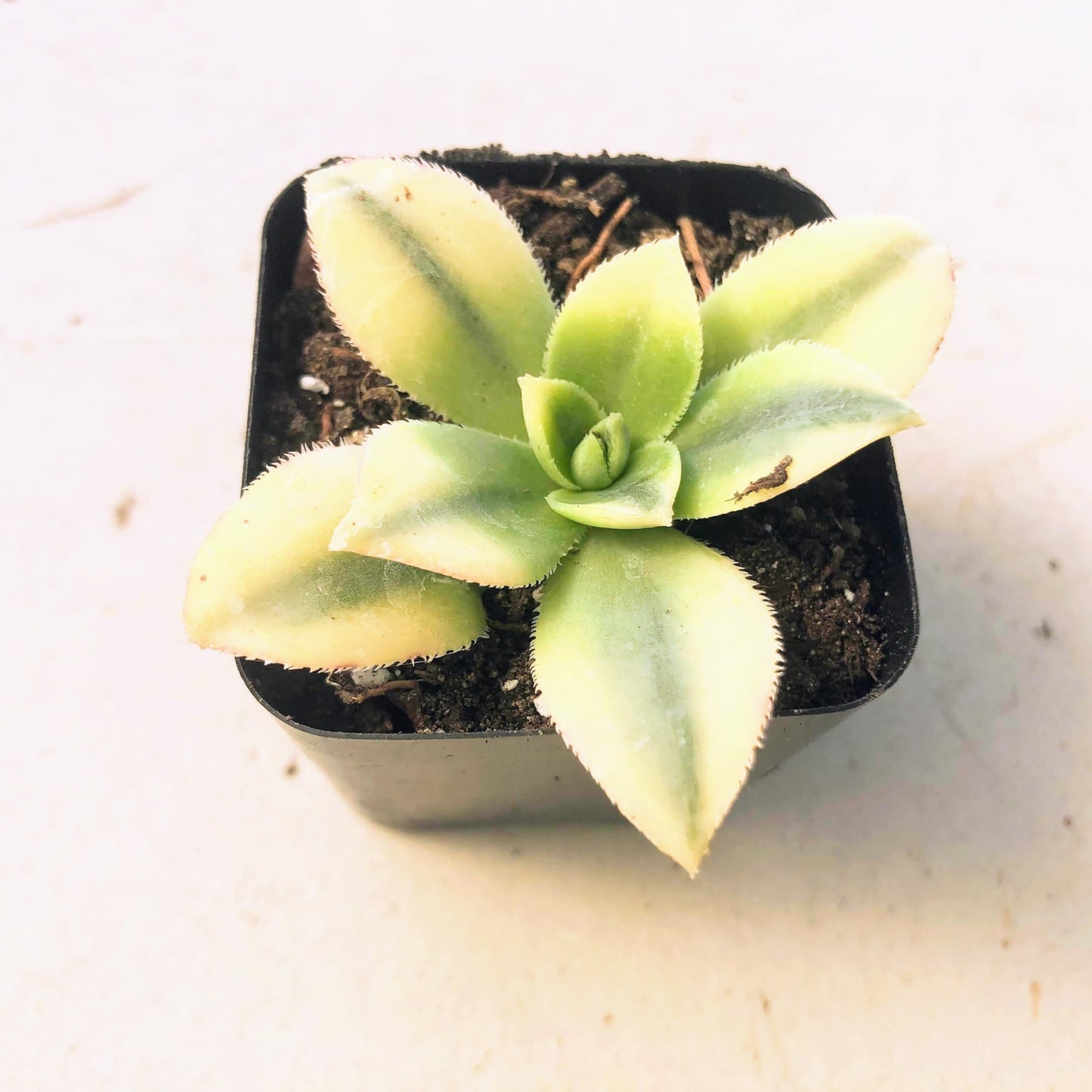 Aeonium Sunburst Succulent Rare Tri-Color Rosette – Variegated Live Plant in 2" Pot, Easy Care Drought-Tolerant Succulent, Indoor/Outdoor Patio Plant, Colorful Variegated Aeonium