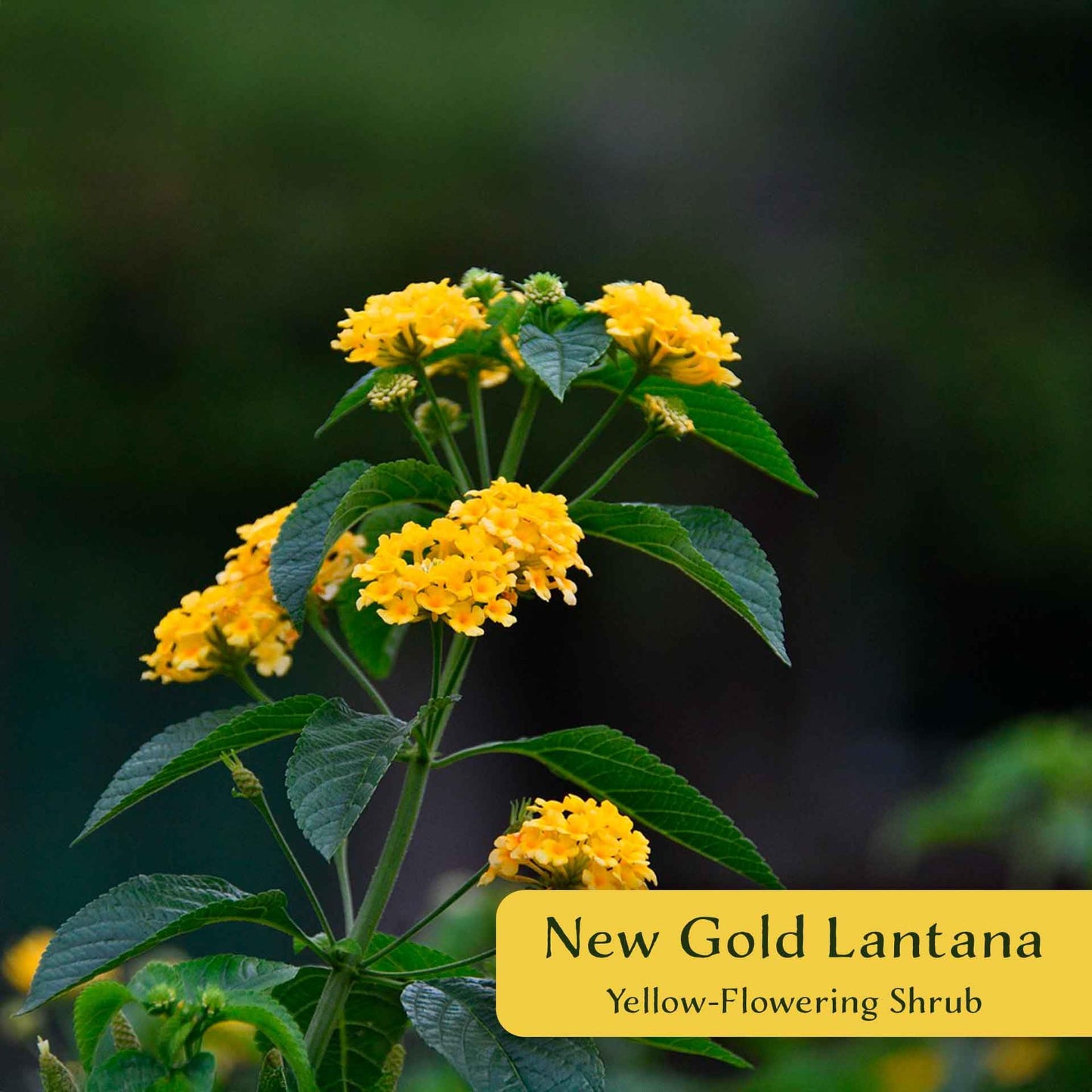 12 New Gold Lantana – Golden Yellow Flowering Shrub for Borders, Containers, & Pollinator Gardens (Lantana Camara ‘New Gold’) in 2.5″ Cubes, Live Plants