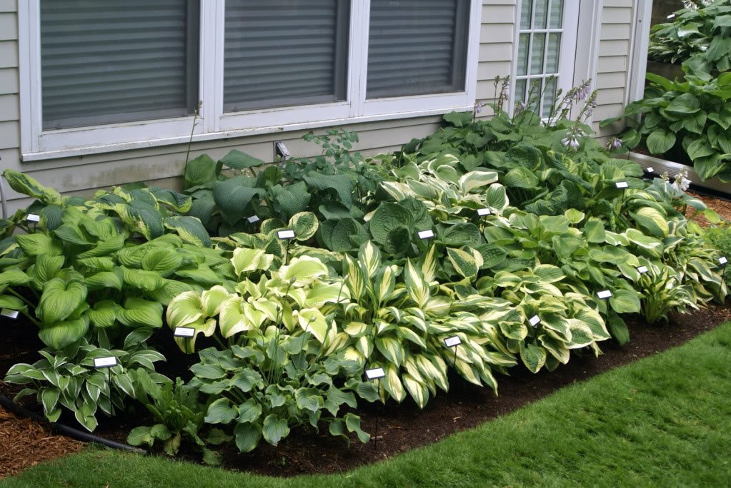 Hosta Plants, Mixed Varieties with Heart-Shaped Leaves, 6-Pack Live Bare Root Plants for Garden